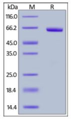 Human CD72, Fc Tag on SDS-PAGE under reducing (R) condition. The gel was stained overnight with Coomassie Blue. The purity of the protein is greater than 95%.
